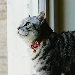 Alternative view of Cheshire & Wain Collier Pour Chat En Cuir Rose