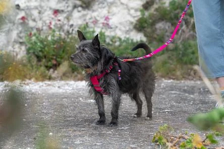 Hiro + Wolf Harnais Pour Chien Inca Pink 5 Hiro + Wolf Harnais Pour Chien Inca Pink – Image 5