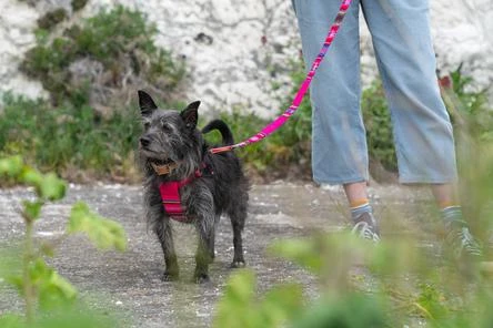 Hiro + Wolf Harnais Pour Chien Inca Pink 4 Hiro + Wolf Harnais Pour Chien Inca Pink – Image 4