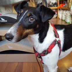 BROTT Harnais Parachute Pour Chien Motif écossais -dog food shop 20180223 132254 scaled