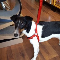 BROTT Harnais Parachute Solid Rouge -dog food shop 20180223 140135 scaled