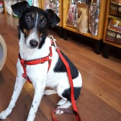 BROTT Harnais Parachute Solid Rouge -dog food shop 20180223 140202 scaled