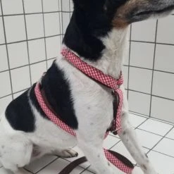 Alternative view of BROTT Harnais Pour Chien En H Vichy