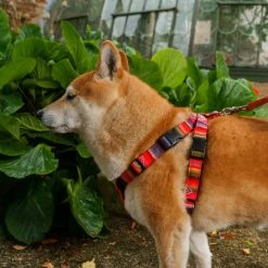 Hiro + Wolf Harnais Pour Chien Inca Orange 7 Hiro + Wolf Harnais Pour Chien Inca Orange -dog food shop 210913H WSeptember2094 450x450 847bf5fb d998 4538 a2dc a66f0bac4ae7