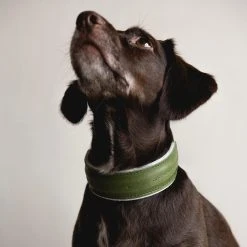 Band&roll Collier Pour Chien Pine En Cuir Et Laine 18 Band&roll Collier Pour Chien Pine En Cuir Et Laine -dog food shop 254917140 2988293144716707 471218966061096768 n