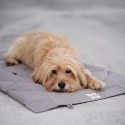 Band&roll Matelas De Voyage Pour Chien Enroulable Compass Band & Roll -dog food shop 268652243 3023841381161883 312556858615273424 n