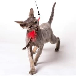 Purrs Canne à Pêche Pour Chat (jouets Interchangeables)