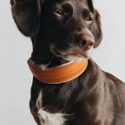 Band&roll Collier Pour Chien Pine En Cuir Et Laine 22 Band&roll Collier Pour Chien Pine En Cuir Et Laine -dog food shop 69c139c9728403513f2f9cfc86d82528