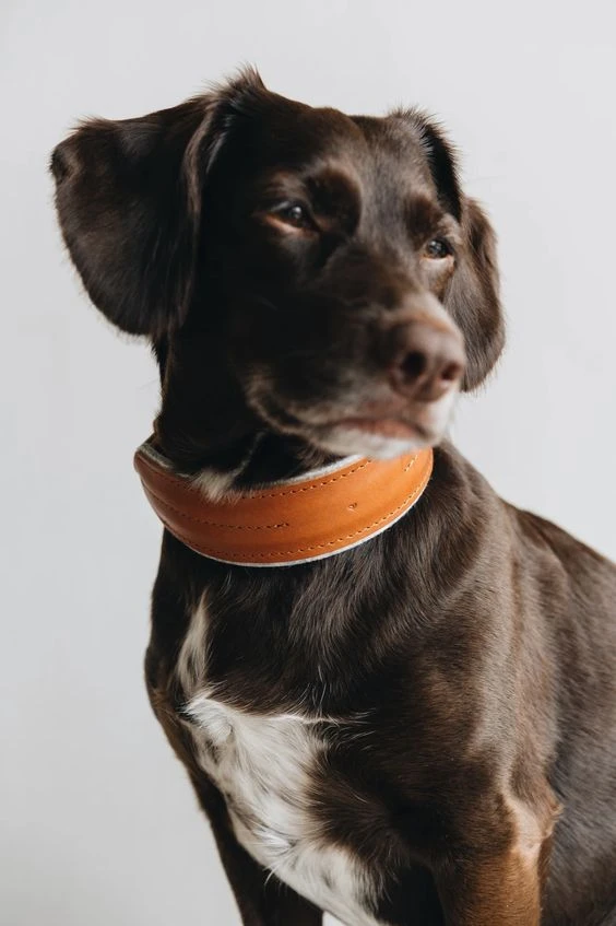 Band&roll Collier Pour Chien Pine En Cuir Et Laine 10 Band&roll Collier Pour Chien Pine En Cuir Et Laine – Image 10