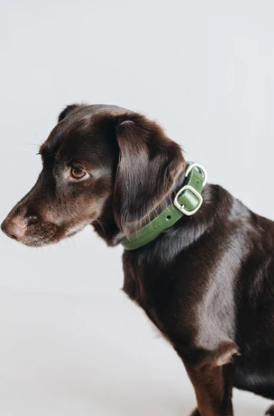 Band&roll Collier Pour Chien En Cuir Fir Band & Roll 11 Band&roll Collier Pour Chien En Cuir Fir Band & Roll – Image 11