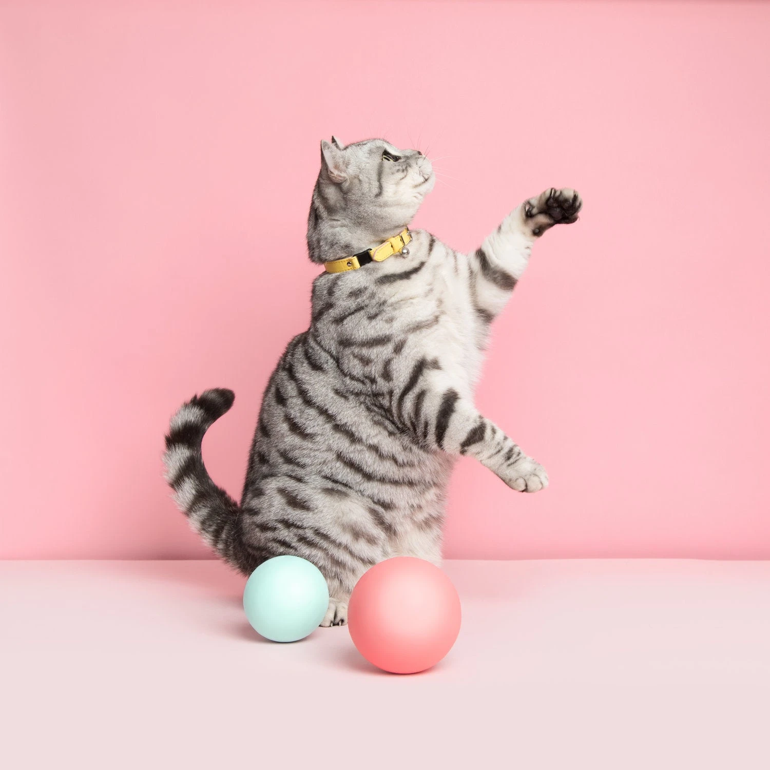 Cheshire & Wain Collier Pour Chat Ice Cream (4 Couleurs) 6 Cheshire & Wain Collier Pour Chat Ice Cream (4 Couleurs) – Image 6