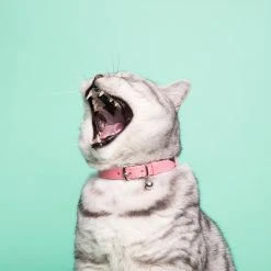 Cheshire & Wain Collier Pour Chat Ice Cream (4 Couleurs) 17 Cheshire & Wain Collier Pour Chat Ice Cream (4 Couleurs) -dog food shop Cheshire 26Wain RachelOates 68