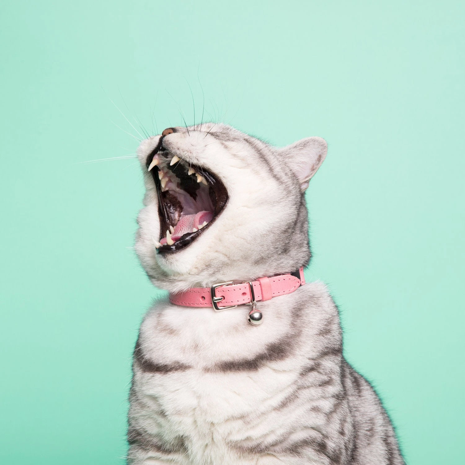 Cheshire & Wain Collier Pour Chat Ice Cream (4 Couleurs) 9 Cheshire & Wain Collier Pour Chat Ice Cream (4 Couleurs) – Image 9