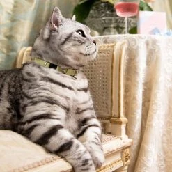 Alternative view of Cheshire & Wain Collier Pour Chat Rococo (3 Couleurs)