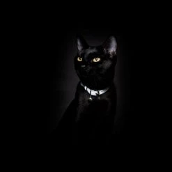 Cheshire & Wain Collier Pour Chat Réfléchissant Lumino Lux -dog food shop Cheshire WainReflectiveCatCollar SilverGreyHighVisibilityBreakawaySafetyBuckleUK 1800x1800 6923b55e 947b 4a36 b517 a4c8358dcefb