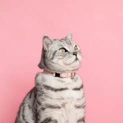 Cheshire & Wain Collier Pour Chat Ice Cream (4 Couleurs) 16 Cheshire & Wain Collier Pour Chat Ice Cream (4 Couleurs) -dog food shop Cheshire and Wain Candyfloss Collar Rachel Oates