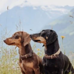 Molly And Stitch Collier Pour Chien En Corde Marine Sangle Cuir 17 Molly And Stitch Collier Pour Chien En Corde Marine Sangle Cuir -dog food shop HgT707jg 3000x bf11a3f7 a567 44e8 88ae 355e3bc46b8a