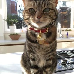 dog food shop -dog food shop IMG 3251