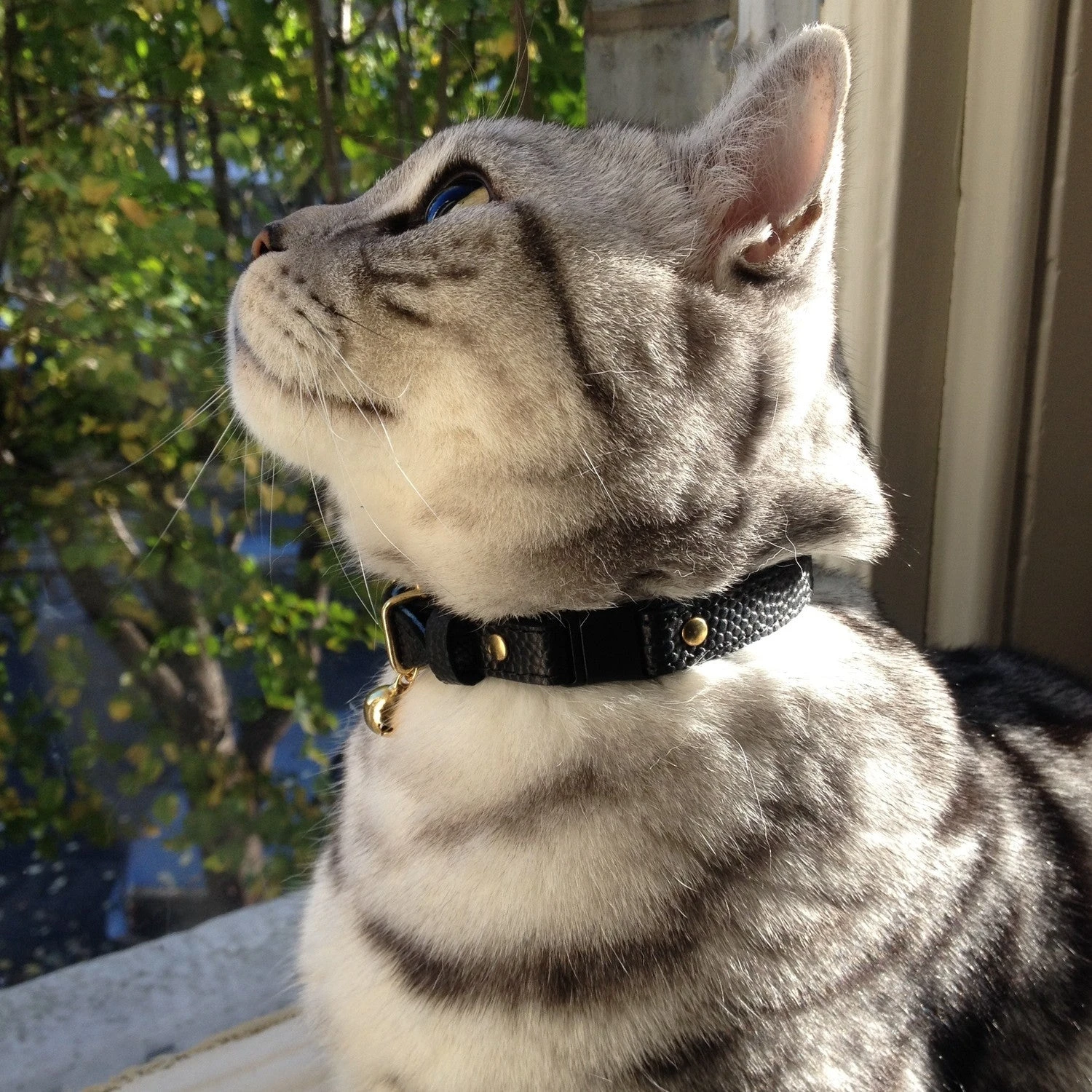 Cheshire & Wain Collier Pour Chat En Cuir Beluga Caviar 3 Cheshire & Wain Collier Pour Chat En Cuir Beluga Caviar – Image 3