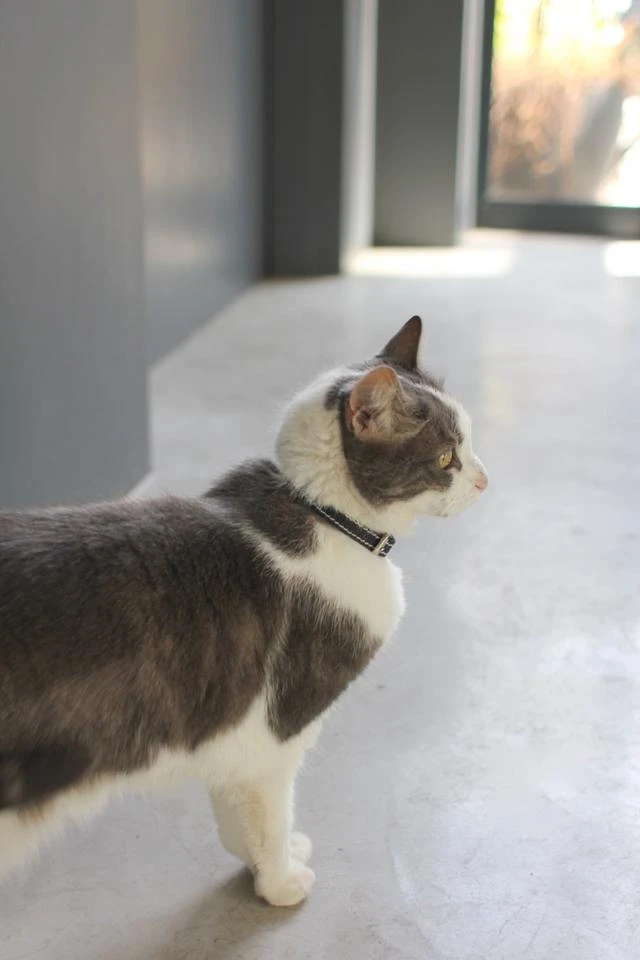 Benji + Moon Collier En Cuir Pour Chat 2 Benji + Moon Collier En Cuir Pour Chat – Image 2