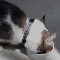 Benji + Moon Collier En Cuir Pour Chat 6 Benji + Moon Collier En Cuir Pour Chat -dog food shop IMG 7834 640x 1f7a0388 0b90 48bf b2a4 394c94a8578b