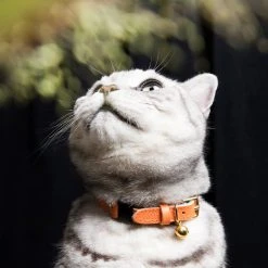Alternative view of Cheshire & Wain Collier Pour Chat En Cuir Keta Caviar