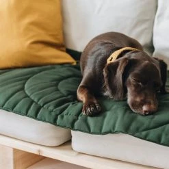 Band&roll Matelas De Voyage Pour Chien Enroulable Compass Band & Roll -dog food shop Mika sleeping on the blanket Compas 1 1080x 434967cf 328c 47c8 a05f 8988a0ddfb3b