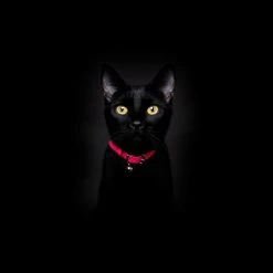 Cheshire & Wain Collier Pour Chat Réfléchissant Lumino Lux -dog food shop NeonPinkReflectiveCatCollar Cheshire WainBlackCat 1800x1800 edd68a69 eedf 4197 ab98 79e707506f24