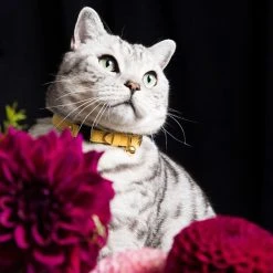 Alternative view of Cheshire & Wain Collier Pour Chat En Cuir Persian Caviar