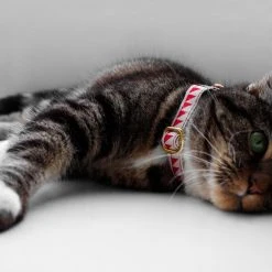 Alternative view of See Scout Sleep Collier Pour Chat Nice Grill Rouge Et Crème