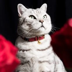 Alternative view of Cheshire & Wain Collier Pour Chat En Cuir Tsar Caviar