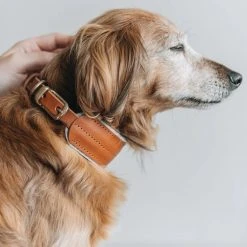 Band&roll Collier Pour Chien Pine En Cuir Et Laine 20 Band&roll Collier Pour Chien Pine En Cuir Et Laine -dog food shop a7a070c4d51eaf54a47dccb1cd9ec8dc