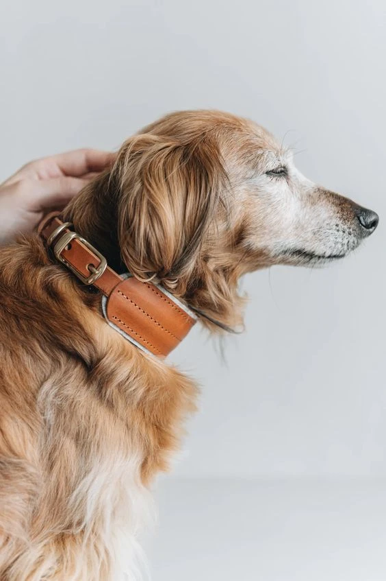 Band&roll Collier Pour Chien Pine En Cuir Et Laine 8 Band&roll Collier Pour Chien Pine En Cuir Et Laine – Image 8