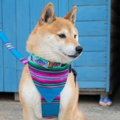 Hiro + Wolf Bandana De Collier Inca (2 Coloris) 10 Hiro + Wolf Bandana De Collier Inca (2 Coloris) -dog food shop bandana2 621x621 39a60848 00c0 42f5 9023 954f20446f5e
