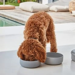 MiaCara Bento De Voyage Pour Chien 11 MiaCara Bento De Voyage Pour Chien -dog food shop bento bildergalerie3