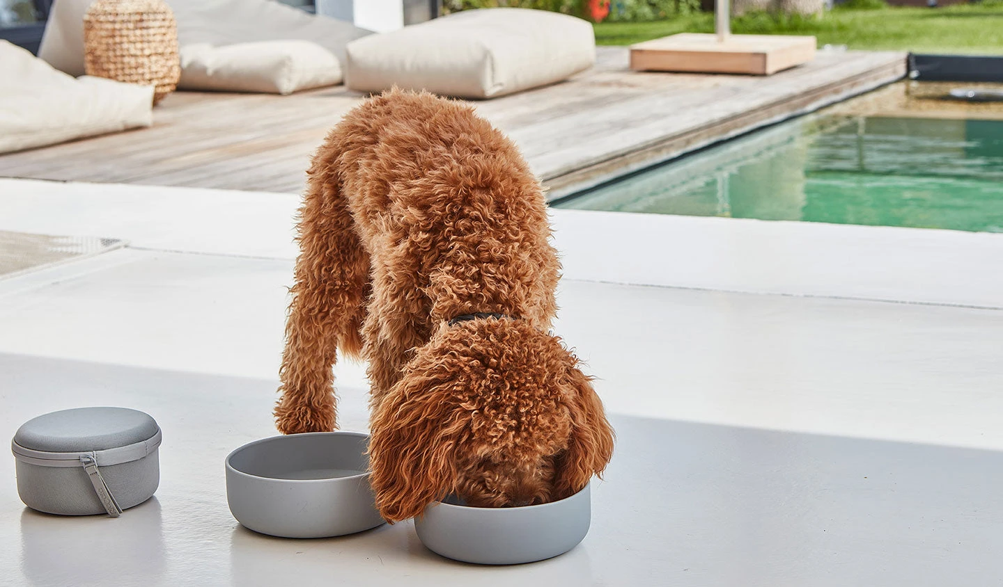 MiaCara Bento De Voyage Pour Chien 4 MiaCara Bento De Voyage Pour Chien – Image 4