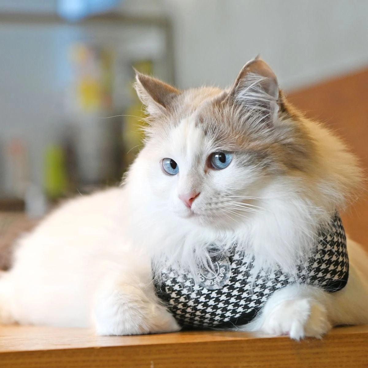 CATSPIA Harnais GARBO A Pour Chat 4 CATSPIA Harnais GARBO A Pour Chat – Image 4