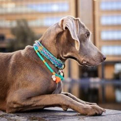 Dog With A Mission Collier Coco Beach Dwam 11 Dog With A Mission Collier Coco Beach Dwam -dog food shop coco beach dog necklace 30 cm 7504 en G