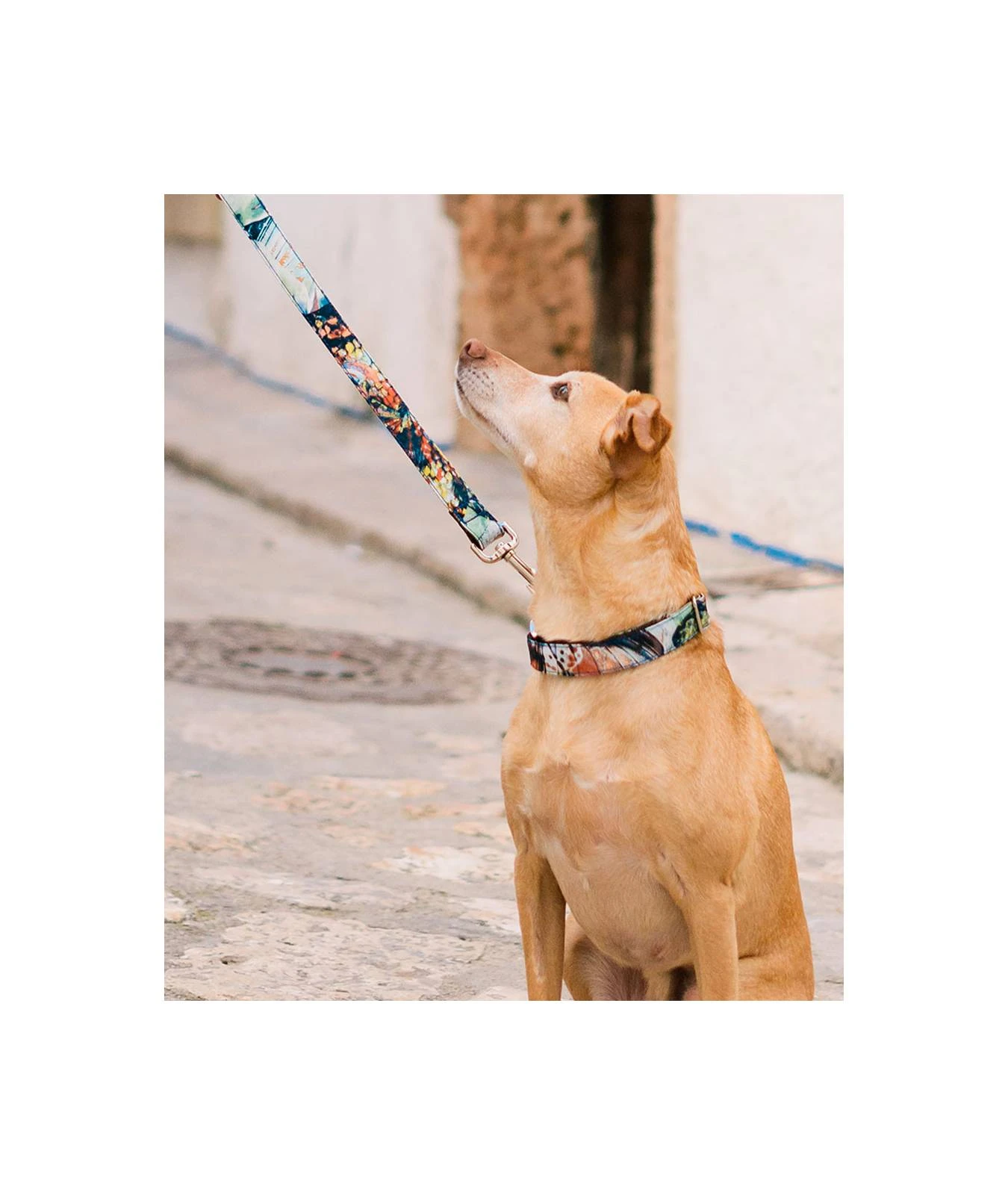 BROTT Collier Pour Chien Ebre 2 BROTT Collier Pour Chien Ebre – Image 2