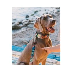 Alternative view of BROTT Collier Pour Chien Portlligat Tropical