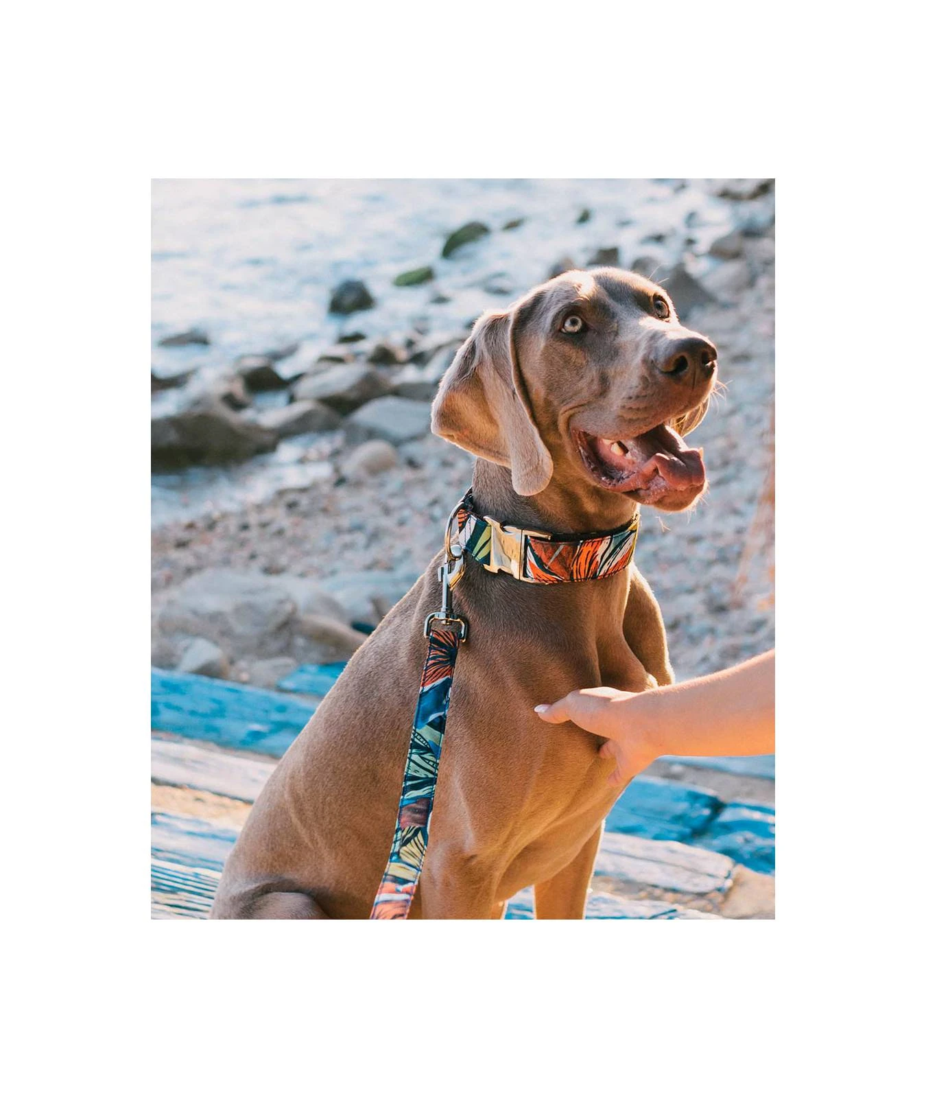 BROTT Laisse Pour Chien Portlligat Tropicale 2 BROTT Laisse Pour Chien Portlligat Tropicale – Image 2