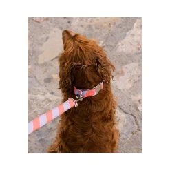 BROTT Laisse Pour Chien Sagaro 3 BROTT Laisse Pour Chien Sagaro -dog food shop collar para perro brottdog textura sagaro4 66b590e0 2440 45d0 b365 47bfc08eefcb