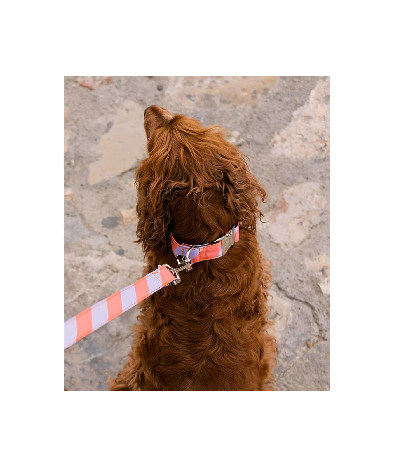 BROTT Laisse Pour Chien Sagaro 2 BROTT Laisse Pour Chien Sagaro – Image 2