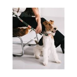 Alternative view of BROTT Collier Pour Chien Espelt