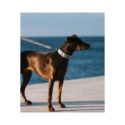 Alternative view of BROTT Collier Pour Chien Perelada