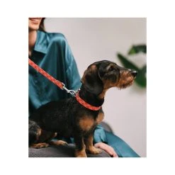 BROTT Laisse Pour Chien Mirallès 5 BROTT Laisse Pour Chien Mirallès -dog food shop collar perro estampado textura riells d38423a7 cfb6 4237 ab9d cf7f54217a06