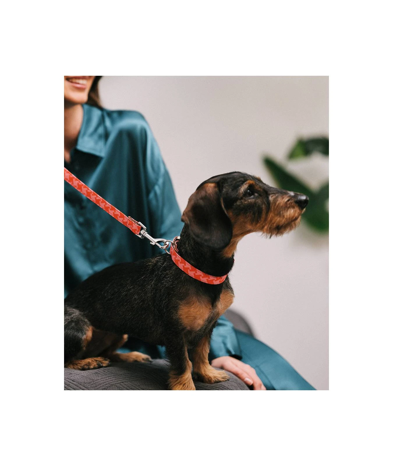 BROTT Laisse Pour Chien Mirallès 3 BROTT Laisse Pour Chien Mirallès – Image 3