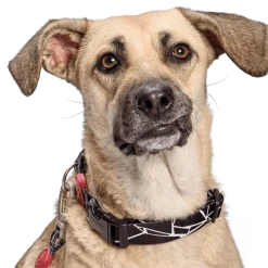 Morso Collier Pour Chien Broken Self 5 Morso Collier Pour Chien Broken Self -dog food shop collare broken self header top transparent 03