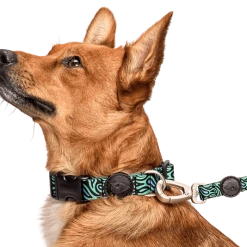Morso Collier Pour Chien Rage Labyrinth 5 Morso Collier Pour Chien Rage Labyrinth -dog food shop collare rage labyrinth header top transparent d