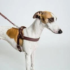 Cloud 7 Harnais Pour Chien En Cuir Central Park -dog food shop d62ad22dc9c8185778929b771792c964